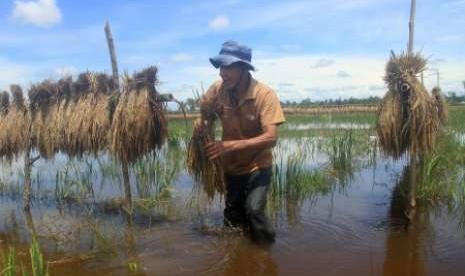 Ilustrasi banjir merendam sawah.