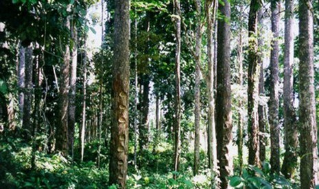 Ilustrasi Hutan Rakyat