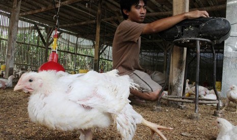 Peternak Purwakarta Kenaikan Harga Ayam Akibat Produksi