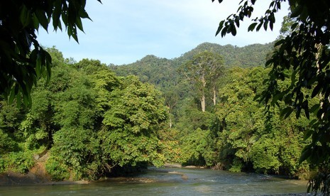 Ilustrasi kawasan hutan 