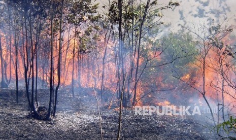 Ilustrasi Kebakaran Hutan