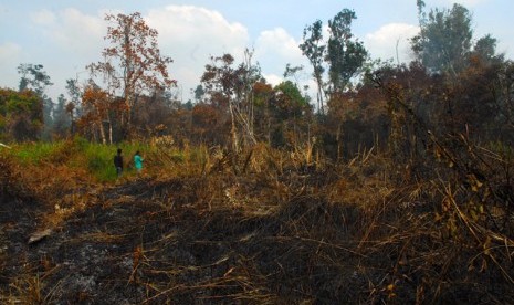  Empat Hektare Lahan di Pulang Pisau Terbakar . Foto:  ilustrasi kebakaran hutan dan lahan