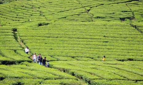 Ilustrasi kebun teh.