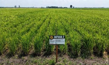  Lahan rawa diubah menjadi lahan pertanian.  Degradasi lahan kian mengkhawatirkan kehidupan manusia. Sebab itu, degradasi lahan menjadi salah satu tantangan terbesar yang harus dihadapi manusia. 