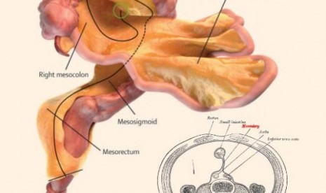 Ilustrasi mesenterium, organ baru di dalam perut manusia.