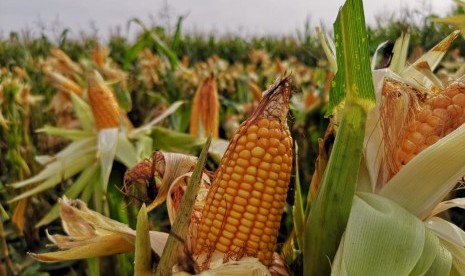 Petani jagung meminta pemerintah membenahi manajemen stok. Ilustrasi panen jagung