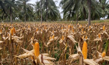 Ilustrasi panen jagung pakan