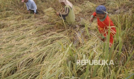 Perubahan iklim berdampak pada penurunan produksi tanaman pangan khususnya padi.