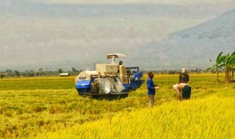 Ilustrasi panen padi. Panen padi pertama di Pulang Pisau menandakan Food Estate berhasil dijalankan