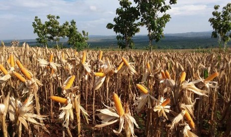 Ilustrasi panen raya jagung di sejumlah wilayah di Indonesia