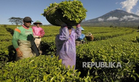 Kebun teh. Demi meningkatkan produksi teh nasional, 50 ribu ha kebun teh perlu peremajaan tanaman.