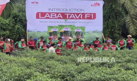inovasi-benih-cabai-tahan-penyakit-untuk-menghadapi-iklim-ekstrem
