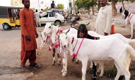 Mana Lebih Afdhal untuk Qurban, Jantan atau Betina?. Ilustrasi - Penjualan hewan kurban di Pakistan.