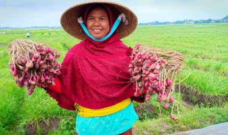 Ilustrasi petani bawang merah Brebes, Jawa Tengah.