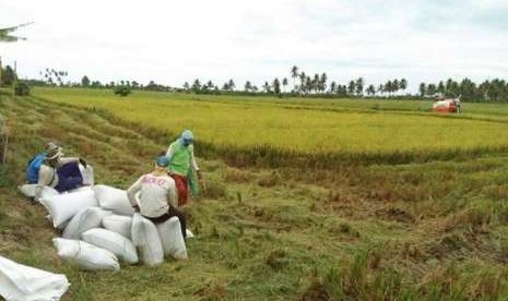 Ilustrasi produksi beras di tingkat petani