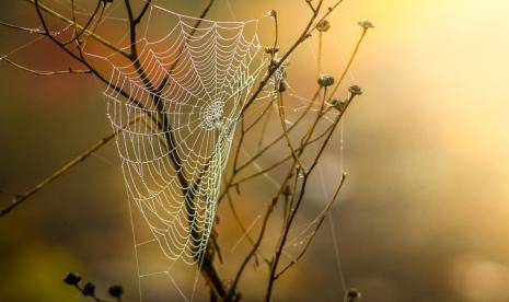 Sarang laba-laba (Ilustrasi). Kemunculan spider veins dapat menjadi pertanda gangguan pada fungsi hati.