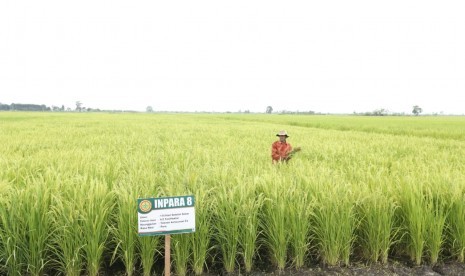 Lumbung Beras Wakaf Jaga Sawah tak Alih Fungsi. Foto ilustrasi sawah.