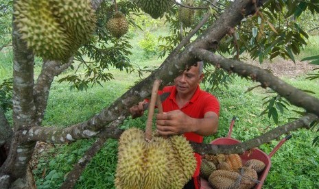 Wisata Tunggu Buah Durian Jatuh di Pesisir Selatan