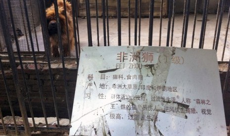 In this photo taken Monday Aug. 12, 2013, a Tibetan mastiff looks out from a cage near a sign which reads 