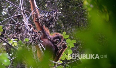 Individu Orangutan tampak di hutan Taman Nasional Gunung Palung Kalimantan Barat.