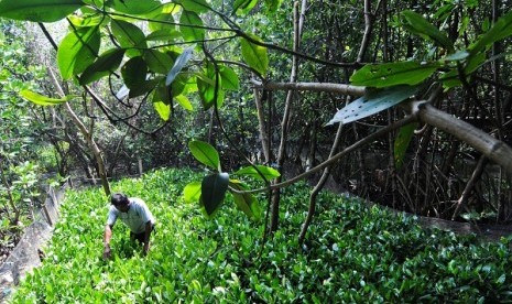 The picture shown a mangrove forest in Indonesia. The winner of International Diana Award 2013, Adeline Tifaani Suwana (16 years) organizes her classmates to plant mangroves in Jakarta coastal areas and preservation of coral in waters of Pulau Seribu. (illustration)