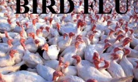 Indonesia reports the first two cases of bird flu to WHO (ilustration).