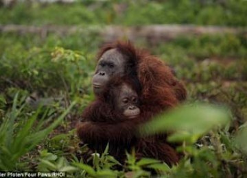 Induk dan anak orangutan yang terancam