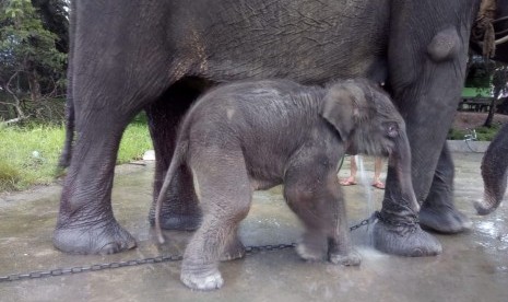 Induk Gajah Sumatra bernama Bunga sedang menyusui bayinya yang baru lahir di Pusat Latihan Gajah Taman Nasional Way Kambas Lampung, Kamis (28/3). 