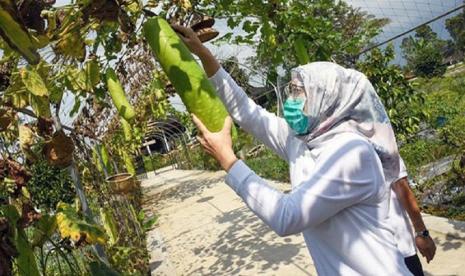 Inisiasi Bupati Anne Ratna Mustika didukung penuh BPP Kiarapedes selaku Komando Strategis Pembangunan Pertanian (KostraTani) di tingkat kecamatan, dengan mengembangkan perkebunan hortikultura dinamai Kebun Ambu.