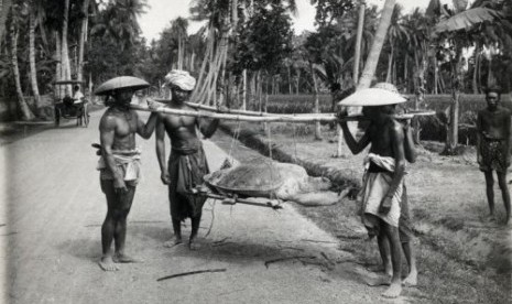 Inlander (pribumi) menganglut penyu di Jawa Barat pada tahun 1900.