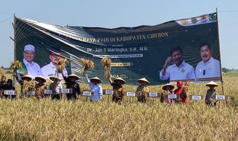 Inspektur Jenderal Kementerian Pertanian (Irjen Kementan), Jan Samuel Maringka, memantau jalanya panen raya padi di Desa Jagapura Kulon, Kecamatan Gegesik, Kabupaten Cirebon, Senin (15/5/2023).