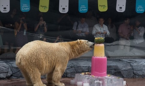 Inuka, Beruang Kutub di Singapore Zoo yang memasuki usia 25 tahun pada tahun ini