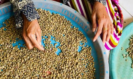 Istri anggota Kelompok Tani Gunung Batu di Desa Sukaharja, Kecamatan Sukamakmur, Kabupaten Bogor, memilah biji kopi robusta Ki Demang.