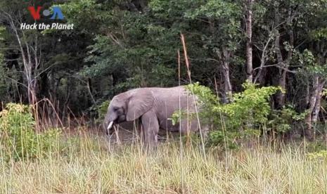 Jagawana cagar alam di Afrika Selatan menggunakan bantuan teknologi AI untuk mencegah perburuan liar.