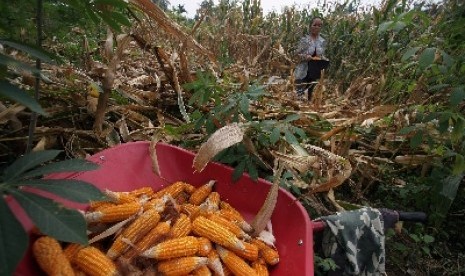 jagung