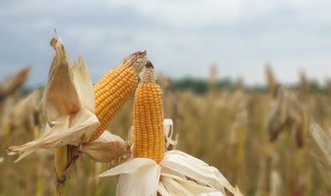 Jagung.