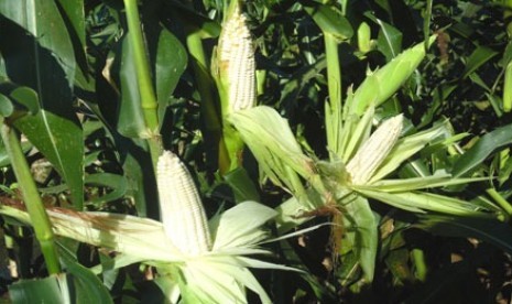 Jagung putih.