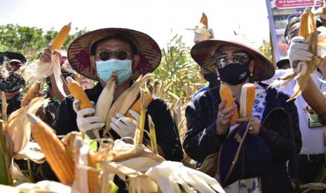 Jagung untuk pakan ternak terus digenjot produksinya sehingga pasokannya aman.