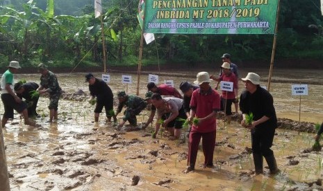 Jajaran pejabat dari Dinas Pangan dan Pertanian Kabupaten Purwakarta, serta dibantu unsur TNI dan Polri, menanam padi varietas Inpari 32, di Desa Nagrak, Kecamatan Darangdan, Jumat (7/12). Foto: Ita Nina Winarsih/Republika