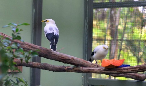 Jalak putih atau kerak bodas (Sturnus melanopterus) diTaman Safari Indonesia, Cisarua, Bogor (10/6).  (Foto :  dok. Humas Kemenhut)