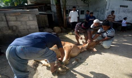 Jamaah Tarekat Naqsabandiyah menyembelih hewan kurban di halaman Mushalla Baitul Makmur Pauh, Padang, Sumatera Barat, Jumat (08/07/2022). Tarekat Naqsabandiyah menetapkan Hari Raya Idul Adha 10 Zulhijah 1443 Hijriyah dua hari lebih awal dari yang ditetapkan pemerintah dan langsung melaksanakan penyembelihan hewan kurban. 