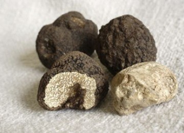 Jamur truffle