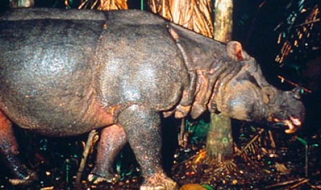 Javan rhinoceros