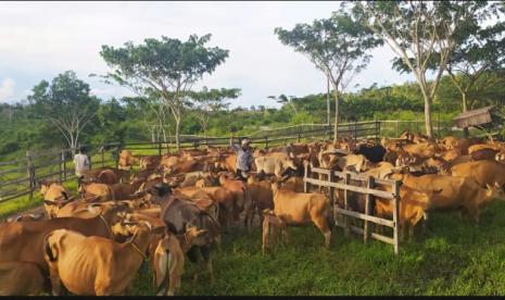 Jayatama sebuah mini ranch (kandang penggembalaan mini) milik PT Bramasta, mengumumkan kelahiran tiga sapi yang merupakan hasil dari misi pengelolaan budidaya sapi. Sapi tersebut lahir hasil kolaborasi dengan masyarakat di Desa Jonggon Jaya, Kecamatan Loa Kulu, Kutai Kartanegara (Kukar), Provinsi Kalimantan Timur.