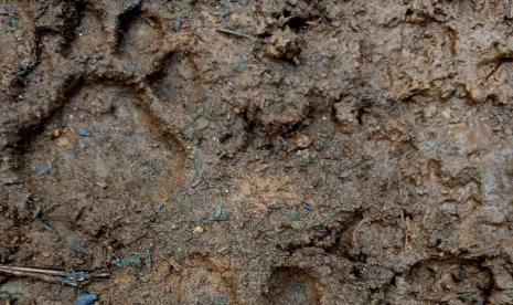 Jejak Harimau Sumatra (panthera tigris sumatrae) yang dilaporkan masuk ke kawasan pembangkit listrik di Kabupaten Pasaman Barat. 