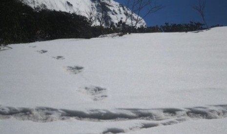   Jejak kaki ini terlihat di Gunung Makalu, dekat lembah yang sebelumnya pernah disurvei untuk keberadaan yeti.  