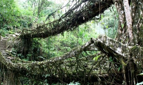 Jembatan akar bertingkat di India