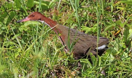 Jenis burung rail dengan bulu bercorak putih di bagian tenggorokan.