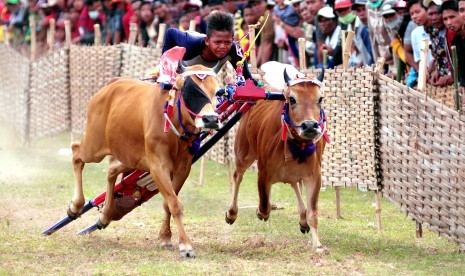 Joki memacu sapi saat Karapan Sapi, yakni perlombaan pacuan sapi yang berasal dari Pulau Madura, Jawa Timur.