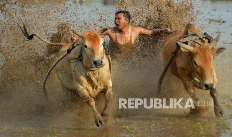 Joki memacu sapinya saat latihan pacu jawi di Nagari Parambahan, Kabupaten Tanah Datar, Sumatera Barat, Sabtu (8/1/2022). Tradisi pacu jawi kembali dimulai menyambut awal tahun 2022, namun dalam bentuk latihan karena masih masa pandemi. 